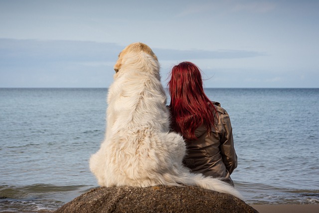 犬と飼い主が穏やかに佇んでいるイメージ画像