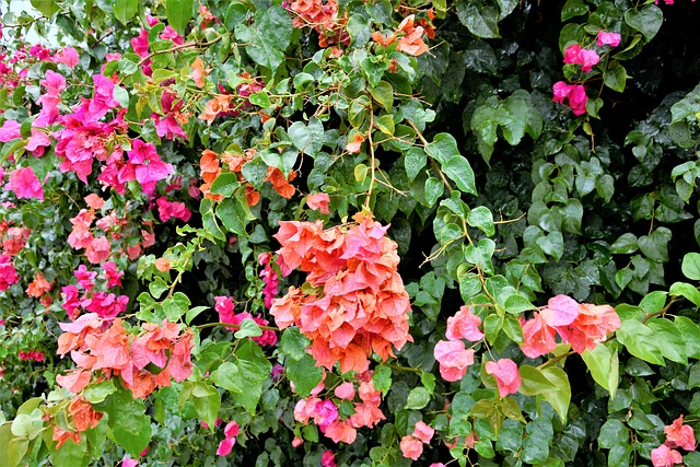 きれいな花を咲かせている庭木のイメージ画像