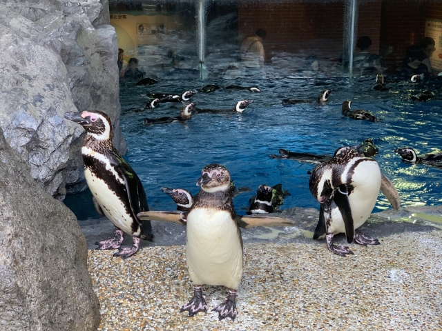 夏のペンギン水族館